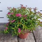 Tavoľník japonský (Spiraea japonica) ´ANTHONY WATERER´ - výška 10-20 cm ⌀ 10-20 cm, kont. C2L